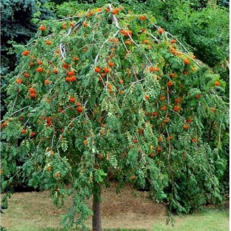 3. Рябина татарская (Sorbus torminalis)