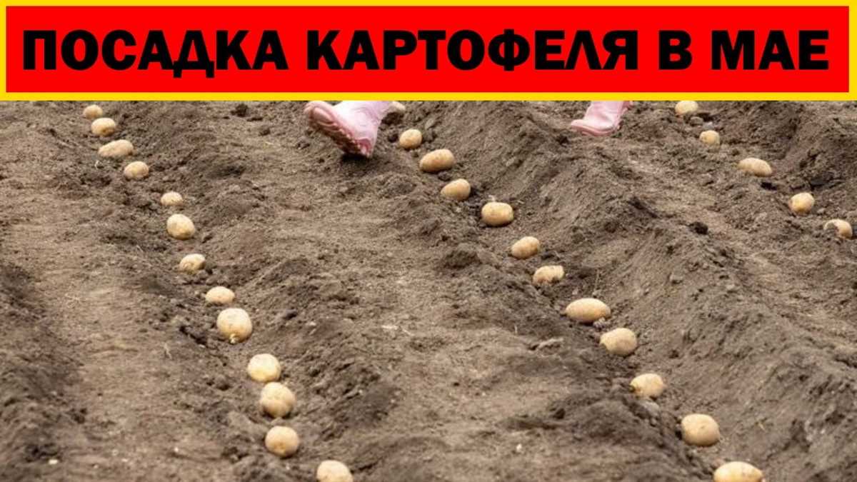 Факторы, влияющие на выбор сорта: