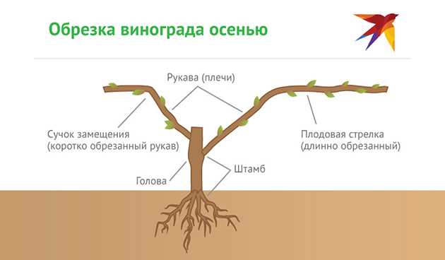 Предотвращение болезней и вредителей