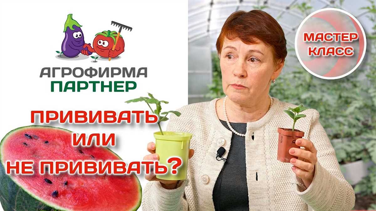 Важность прививки арбуза