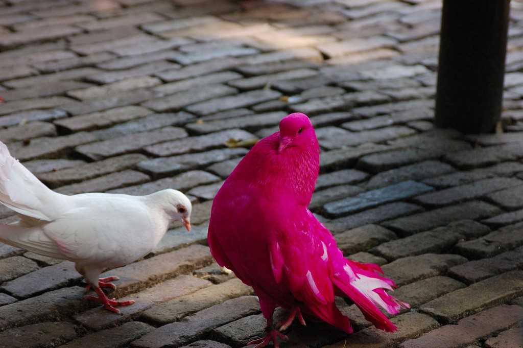 Красота и значение розовых голубей
