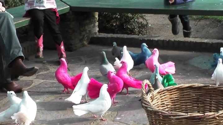 Как правильно ухаживать за розовыми голубями