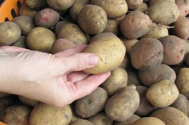Заболевания семенного картофеля:
