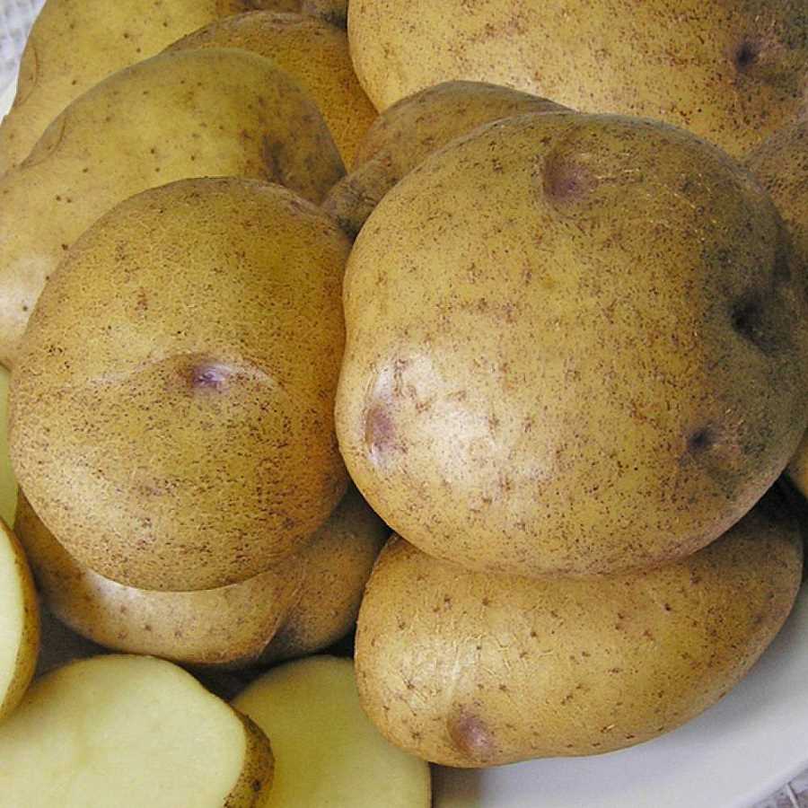 Использование семенного картофеля при посадке