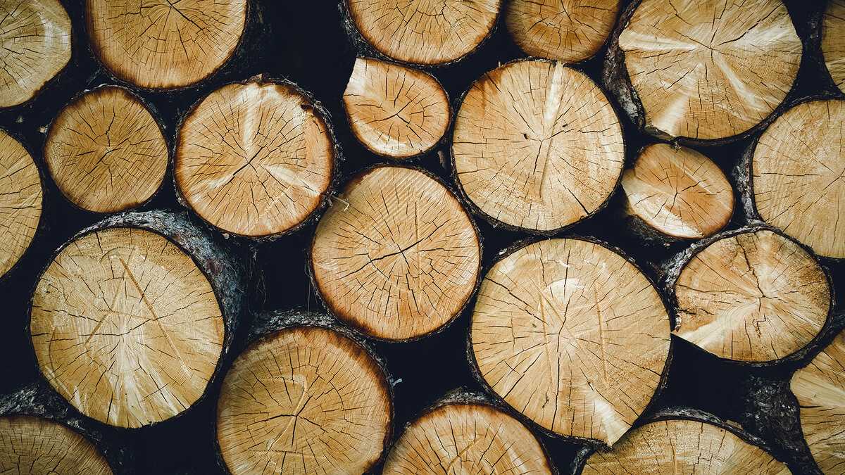 Химические свойства древесины