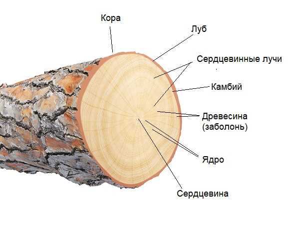 Механические свойства древесины