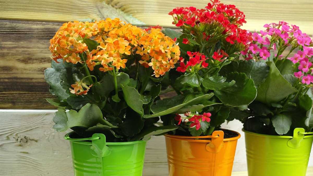 Как создать благоприятные условия для цветения комнатных растений?