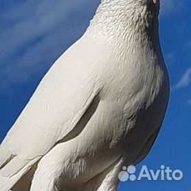 Миф 1: Андижанские голуби являются носителями болезней