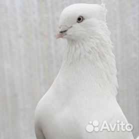 Миф 2: Андижанские голуби не могут летать далеко