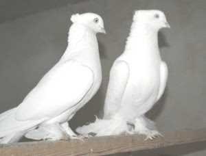 Разнообразие окрасов андижанских голубей