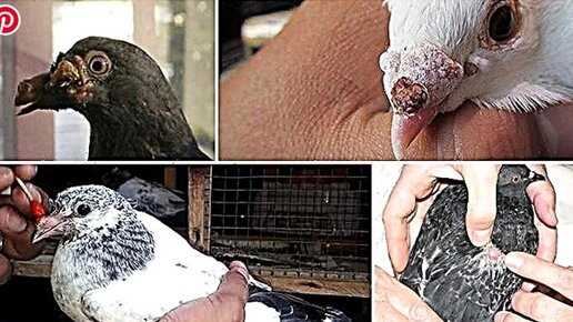 Популярные мифы о андижанских голубях