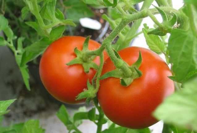 Преимущества выращивания индетерминантных томатов