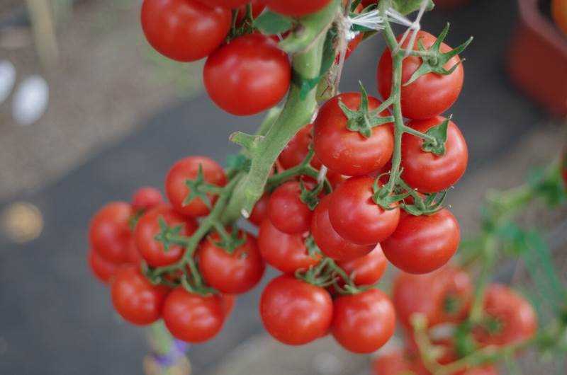 Интересные факты о индетерминантных томатах