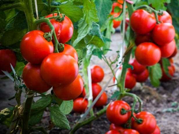 Важные правила по уходу за индетерминантными томатами