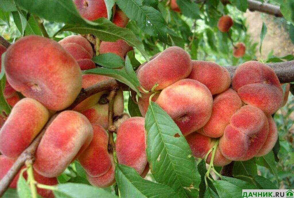 Свежие персики
