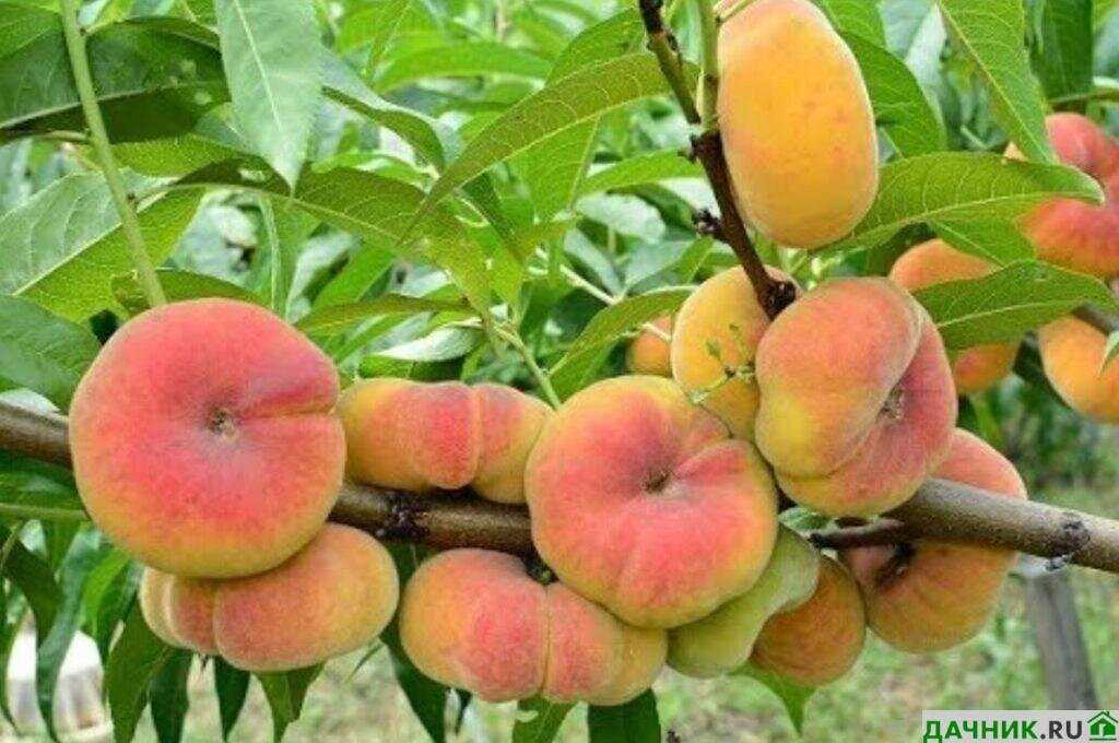 Варианты выращивания инжирного персика: