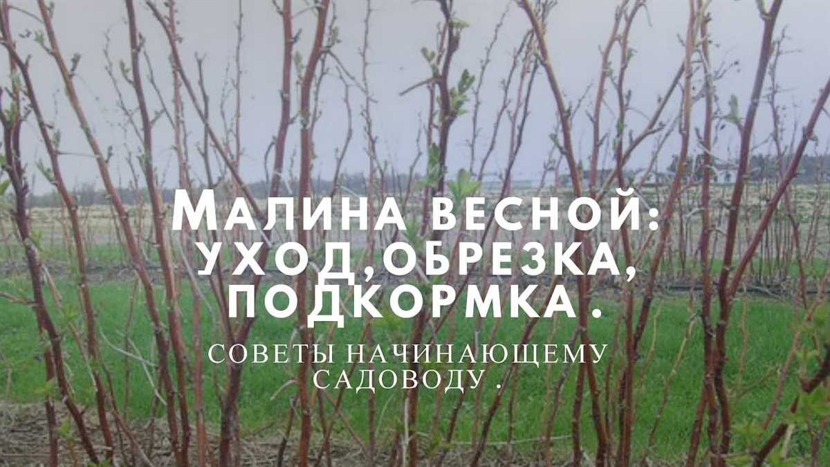 Какие проблемы могут возникнуть при неправильной обрезке малины весной