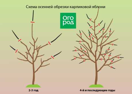 Отличия обрезки яблонь от других плодовых деревьев