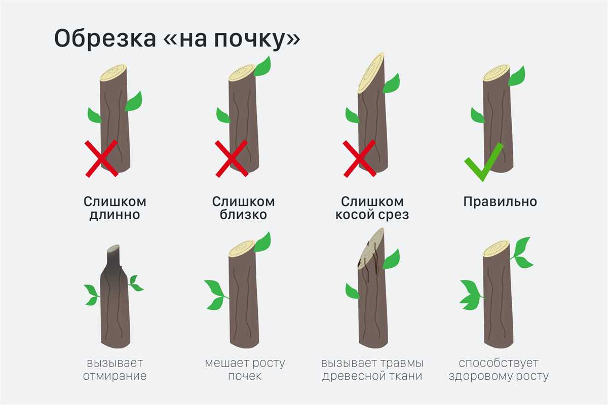 Все о правильной обрезке яблонь весной