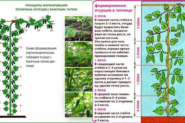 Замедление роста и развития