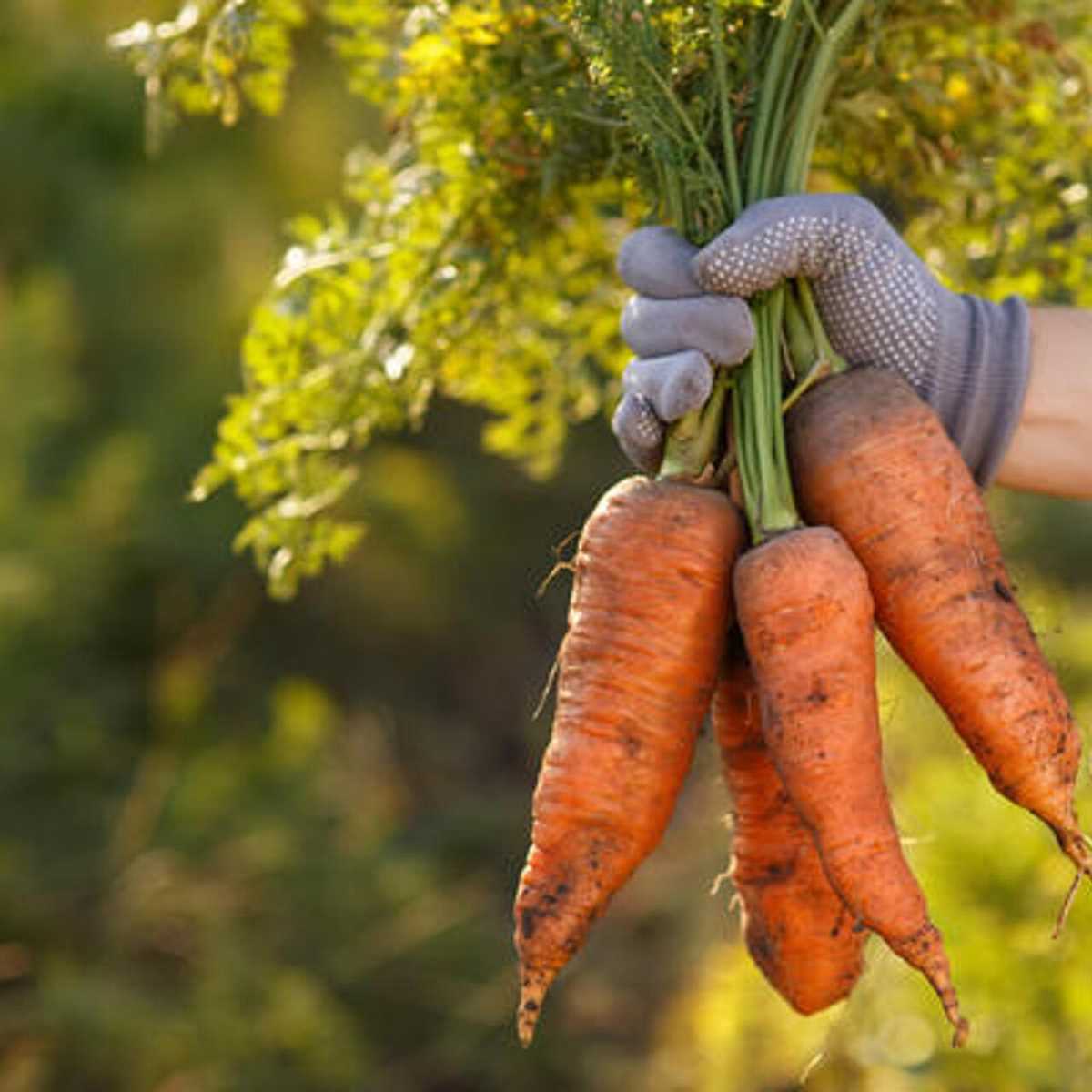 Основные принципы ухода за посадками моркови