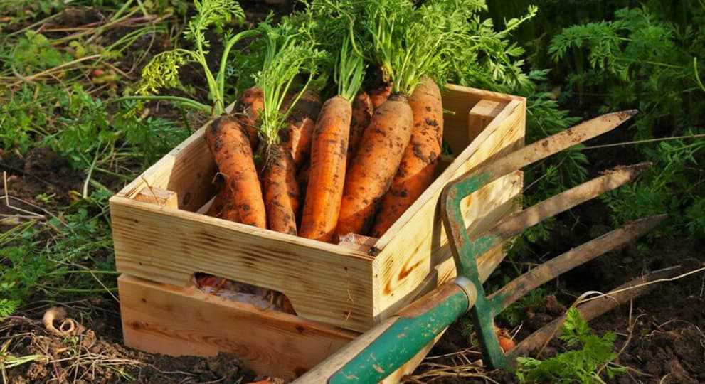 Различные способы использования убранной моркови