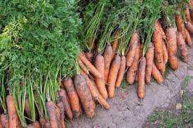 Полезные советы для уборки моркови