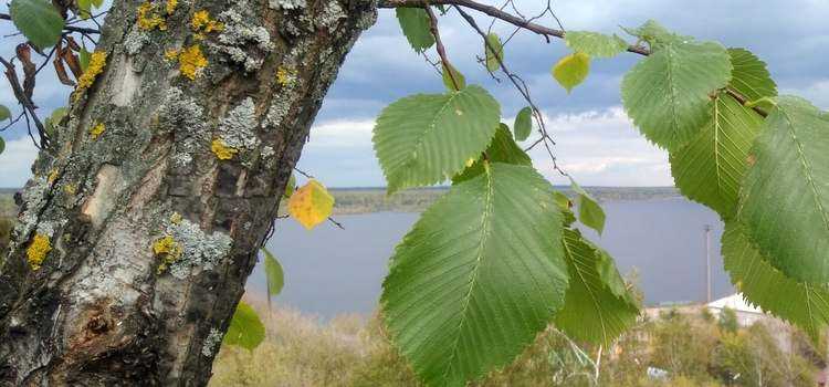 1. Вязальные спицы