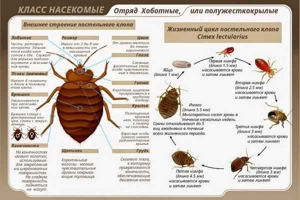 Характеристики вязового клопа: