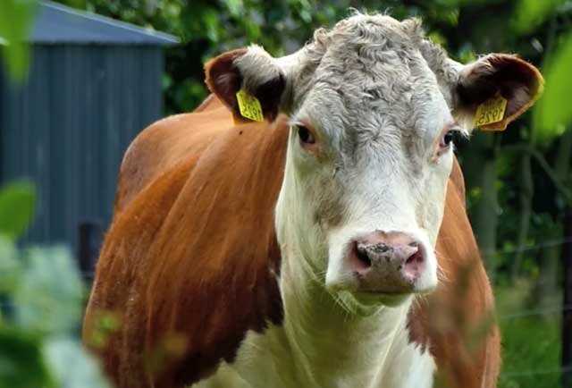 Значение яловой коровы для фермерства