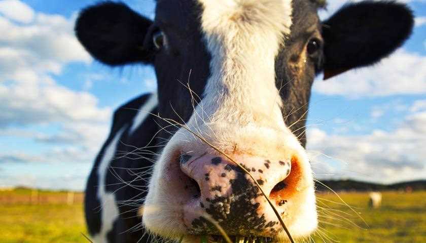 Роль ветеринара в противостоянии яловой корове