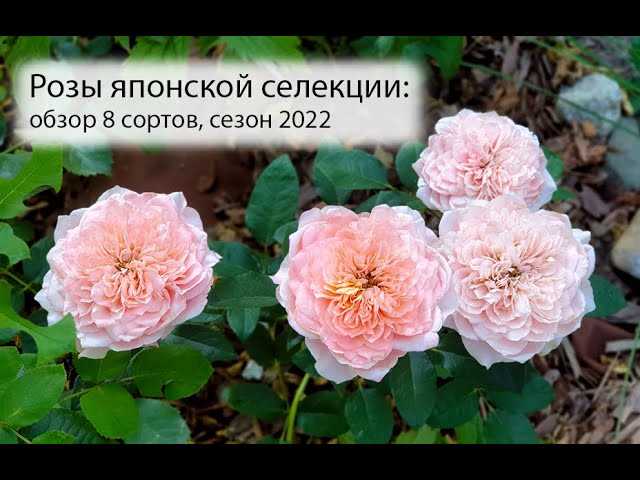 Хайку (Haiku)