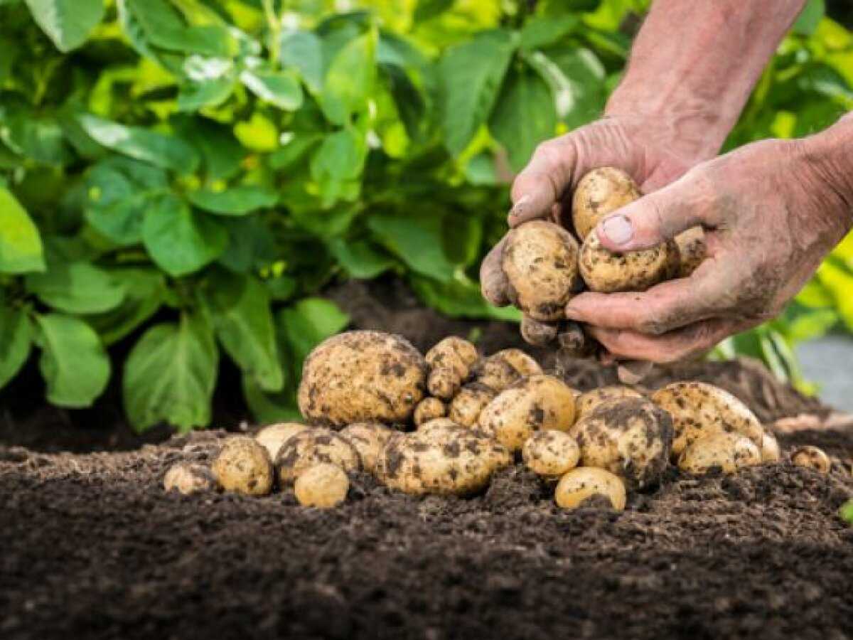 Основные положения закона о посадке картофеля