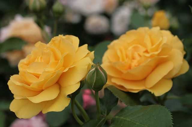 Виды и сорта желтых роз