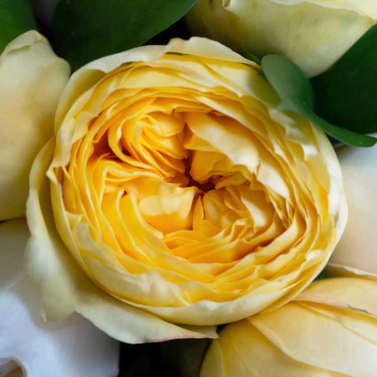 Природа желтых роз: особенности и интересные факты