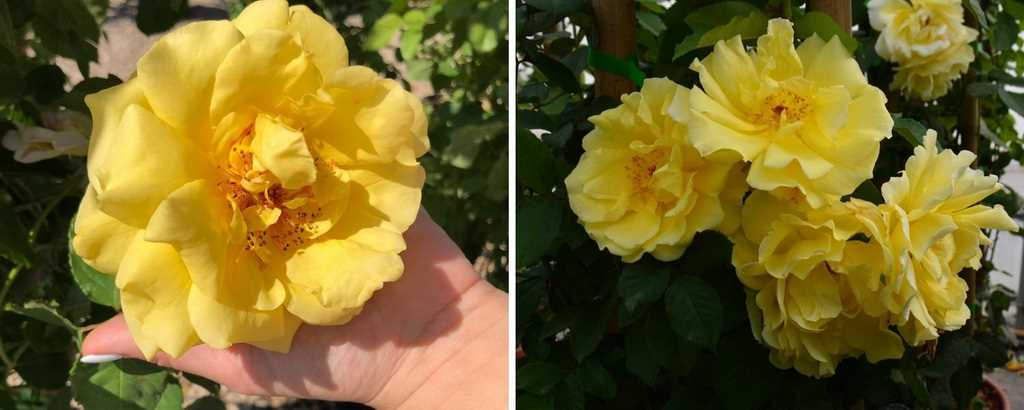 Как выбрать и купить желтые розы