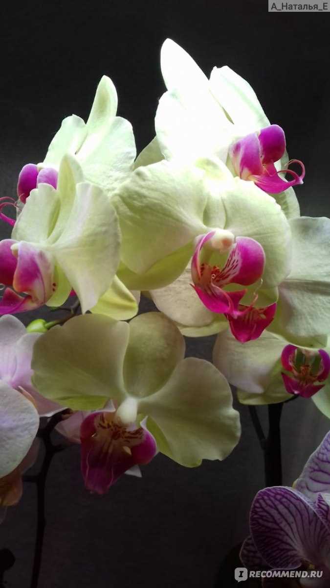 2. Орхидея Тройка (Troika orchid)