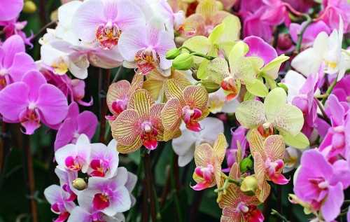Уход за розовыми золотыми орхидеями