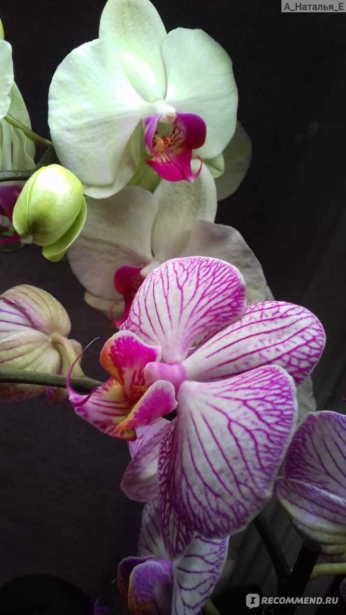 1. Орхидея Коломбина (Colombina orchid)