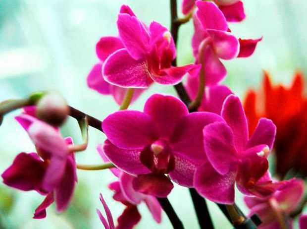 Розовые золотые орхидеи