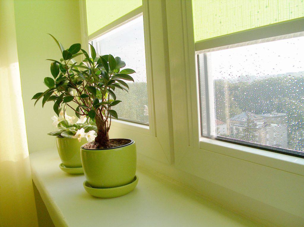 Растения в интерьере квартиры: советы фэн-шуй
