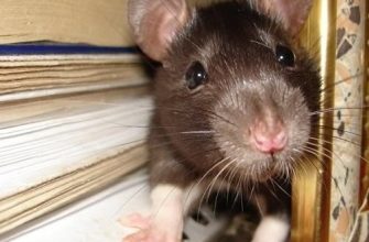 Эффективное избавление от грызунов на даче