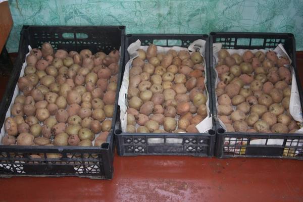 Яровизация картофеля весной