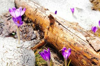 работы в саду и в огороде в марте