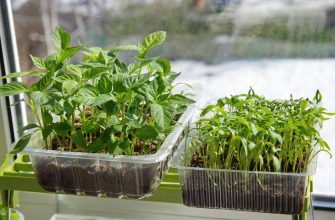 рассада на окне