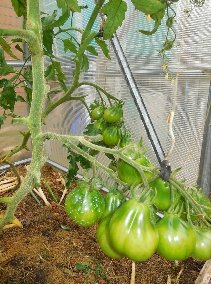 подвеска томатной ветки