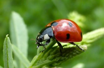 божьи коровки - полезные насекомые