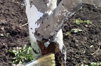 плодовые деревья: защита