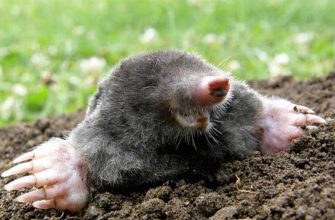 Кроты - это хищники