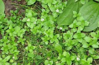 Так выглядит мокрица